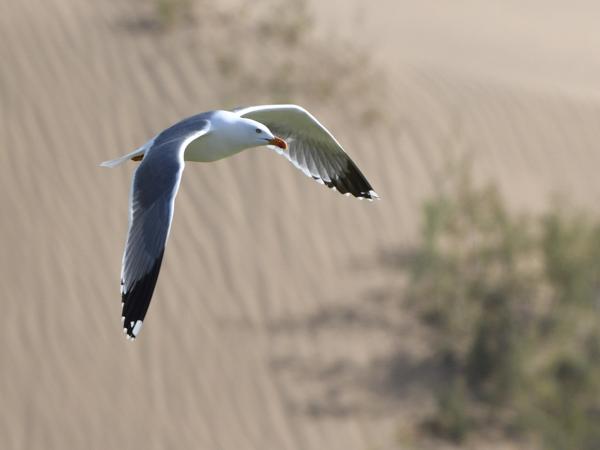 <h3><a href="/trips/grancanaria-2023/biota/animalia/chordata/aves/024 charadriiformes/017 laridae/larus michahellis/larus michahellis-nl.html">Larus&nbsp;michahellis</a> / Yellow‑legged&nbsp;gull / Geelpootmeeuw</h3>NIKON D500 met 500.0 mm f/5.6, 1/1600 sec  bij F5.6, ISO 250, afstand 59.5&nbsp;m